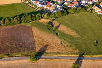 Trockenschäden im Maisfeld in Leimersheim im Bundesland Rheinland-Pfalz, Deutschland