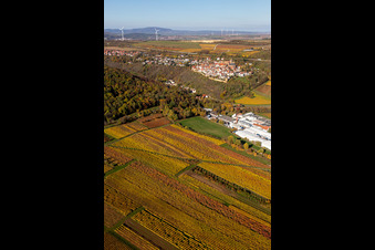 Herbstliche verfärbte von Weinberge oberhalb der Produktionshallen der Gechem GmbH & Co. KG in Neuleiningen im Bundesland Rheinland-Pfalz, Deutschland