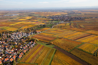Herbstliche verfärbte Weinberge zwischen Kleinkarlbach und Kirchheim an der Weinstraße im Ortsteil Jerusalemsberg im Bundesland Rheinland-Pfalz, Deutschland