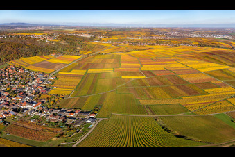 Herbstliche verfärbte Weinberge zwischen Kleinkarlbach und Bobenheim am Berg im Bundesland Rheinland-Pfalz, Deutschland
