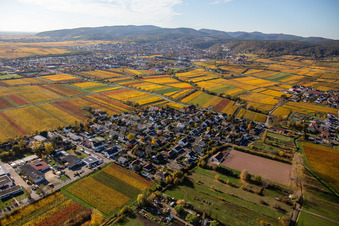 Dorf - Ansicht am Rande von herbstlich verfärbten Weinbergen in Ungstein in Bad Dürkheim im Bundesland Rheinland-Pfalz, Deutschland
