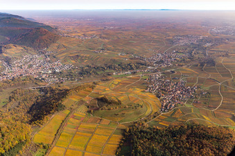 Kastanienbusch in Birkweiler im Bundesland Rheinland-Pfalz, Deutschland