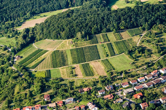 Weinberge im Ortsteil Dietlingen in Keltern im Bundesland Baden-Württemberg, Deutschland
