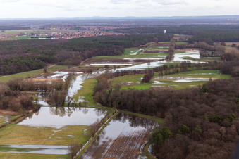 Luftbild von Überflutete Flutungswiesen des Polder Neupotz am Hochwasser- Pegel führenden Flußbett des Rhein in Neupotz in Erlenbach bei Kandel im Bundesland Rheinland-Pfalz, Deutschland