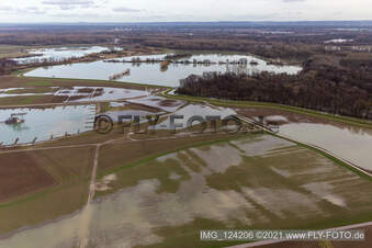 Überfluteter Altrhein / Polder Neupotz in Jockgrim im Bundesland Rheinland-Pfalz, Deutschland