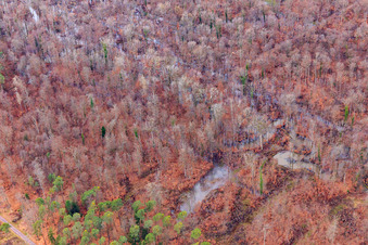 Otterbach mit überschwemmten Wiesen im Bienwald in Wörth am Rhein im Bundesland Rheinland-Pfalz, Deutschland