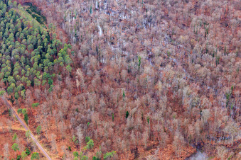 Luftbild von Otterbach mit überschwemmten Wiesen im Bienwald in Wörth am Rhein im Bundesland Rheinland-Pfalz, Deutschland