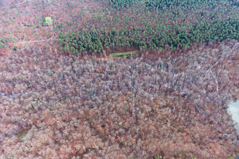 Lichtungen im Bienwald in Wörth am Rhein im Bundesland Rheinland-Pfalz, Deutschland