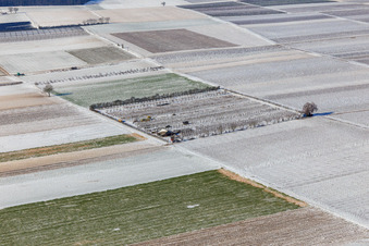 Mit Schnee bedeckte Felder und Obstplantage im Winter in Billigheim-Ingenheim im Bundesland Rheinland-Pfalz, Deutschland