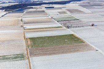 Luftbild von Mit Schnee bedeckte Felder und Obstplantage im Winter in Billigheim-Ingenheim im Bundesland Rheinland-Pfalz, Deutschland