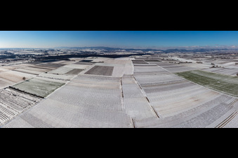 Mit Schnee bedeckte Felder im Winter im Ortsteil Mühlhofen in Billigheim-Ingenheim im Bundesland Rheinland-Pfalz, Deutschland