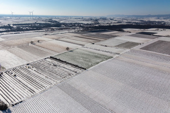 Mit Schnee bedeckte Felder und Obstplantage im Winter im Ortsteil Mühlhofen in Billigheim-Ingenheim im Bundesland Rheinland-Pfalz, Deutschland