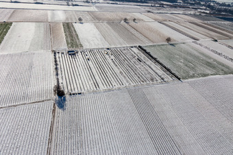 Luftaufnahme von Mit Schnee bedeckte Felder und Obstplantage im Winter im Ortsteil Mühlhofen in Billigheim-Ingenheim im Bundesland Rheinland-Pfalz, Deutschland