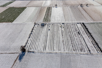 Schrägluftbild von Mit Schnee bedeckte Felder und Obstplantage im Winter im Ortsteil Mühlhofen in Billigheim-Ingenheim im Bundesland Rheinland-Pfalz, Deutschland