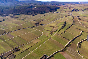 Weinberge in Bad Dürkheim im Bundesland Rheinland-Pfalz, Deutschland