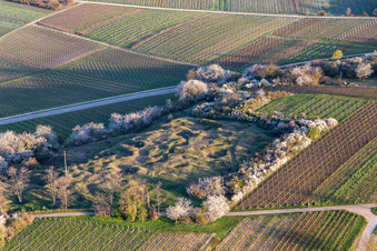 Naturschutzgebiet Kleine Kalmit mt blühenden Frühlingssträuchern im Ortsteil Arzheim in Landau in der Pfalz im Bundesland Rheinland-Pfalz, Deutschland