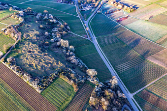 Naturschutzgebiet Kleine Kalmit am Ostermorgen mit Frühlingsblüte im Ortsteil Arzheim in Landau in der Pfalz im Bundesland Rheinland-Pfalz, Deutschland