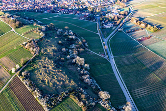 Luftbild von Naturschutzgebiet Kleine Kalmit am Ostermorgen mit Frühlingsblüte im Ortsteil Arzheim in Landau in der Pfalz im Bundesland Rheinland-Pfalz, Deutschland