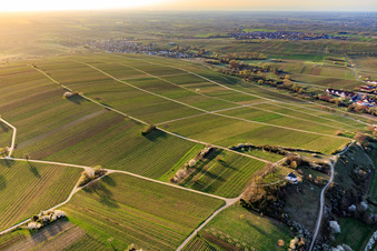 Kapelle "Kleine Kalmit" im Naturschutzgebiet Kleine Kalmit am Ostermorgen mit Frühlingsblüte in Ilbesheim bei Landau im Bundesland Rheinland-Pfalz, Deutschland vom Flugzeug aus