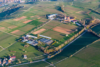 JKI mit Mandelblüte in Siebeldingen im Bundesland Rheinland-Pfalz, Deutschland