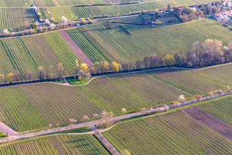 Baumreihe an der Villastraße mit Mandelblüte in Edenkoben im Bundesland Rheinland-Pfalz, Deutschland