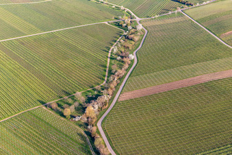 Weinberge mit Mandelblühte im Ortsteil SaintMartin in Sankt Martin im Bundesland Rheinland-Pfalz, Deutschland