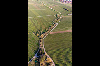 Luftbild von Weinberge mit Mandelblühte im Ortsteil SaintMartin in Sankt Martin im Bundesland Rheinland-Pfalz, Deutschland