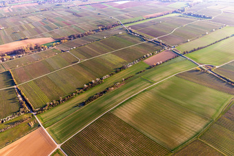 Baumreihen blühender Bäume am Riedgraben in Essingen im Bundesland Rheinland-Pfalz, Deutschland