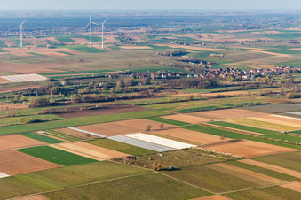 Obstplantage von Eier-Meyer im Ortsteil Mühlhofen in Billigheim-Ingenheim im Bundesland Rheinland-Pfalz, Deutschland