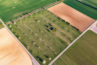 Streuobstwiese in Offenbach an der Queich im Bundesland Rheinland-Pfalz, Deutschland