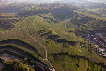 Weinberge im Ortsteil Hecklingen in Kenzingen im Bundesland Baden-Württemberg, Deutschland