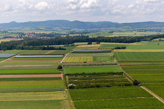Eier-Meier Obstplantage im Ortsteil Mühlhofen in Billigheim-Ingenheim im Bundesland Rheinland-Pfalz, Deutschland