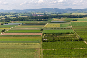 Luftbild von Eier-Meier Obstplantage im Ortsteil Mühlhofen in Billigheim-Ingenheim im Bundesland Rheinland-Pfalz, Deutschland