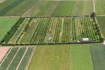 Schrägluftbild von Eier-Meier Obstplantage im Ortsteil Mühlhofen in Billigheim-Ingenheim im Bundesland Rheinland-Pfalz, Deutschland