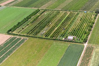 Eier-Meier Obstplantage im Ortsteil Mühlhofen in Billigheim-Ingenheim im Bundesland Rheinland-Pfalz, Deutschland von oben