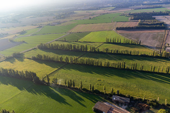 Windgeschützte Felder in Maillane im Bundesland Bouches-du-Rhône, Frankreich