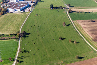 Rinderweide im Ortsteil Langensteinbach in Karlsbad im Bundesland Baden-Württemberg, Deutschland
