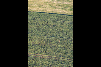 Wild im Feld in Niederlauterbach im Bundesland Bas-Rhin, Frankreich
