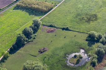Biotop im Billigheimer Bruch im Ortsteil Mühlhofen in Billigheim-Ingenheim im Bundesland Rheinland-Pfalz, Deutschland