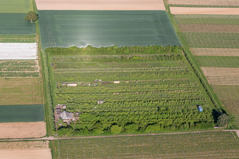 Obstplantage im Ortsteil Mühlhofen in Billigheim-Ingenheim im Bundesland Rheinland-Pfalz, Deutschland