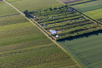 Luftbild von Obstplantage im Ortsteil Mühlhofen in Billigheim-Ingenheim im Bundesland Rheinland-Pfalz, Deutschland