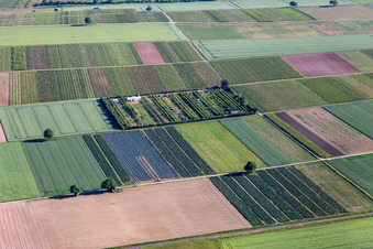 Luftaufnahme von Obstplantage im Ortsteil Mühlhofen in Billigheim-Ingenheim im Bundesland Rheinland-Pfalz, Deutschland