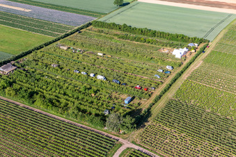 Obstplantage im Ortsteil Mühlhofen in Billigheim-Ingenheim im Bundesland Rheinland-Pfalz, Deutschland aus der Luft