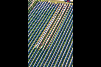 Luftbild von Spargelernte im Ortsteil Mühlhofen in Billigheim-Ingenheim im Bundesland Rheinland-Pfalz, Deutschland