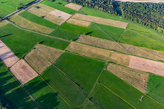 Oberbruchwiesen im Ortsteil Graben in Graben-Neudorf im Bundesland Baden-Württemberg, Deutschland