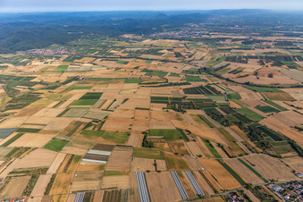 Verbrannte Südpfalz in Schweighofen im Bundesland Rheinland-Pfalz, Deutschland