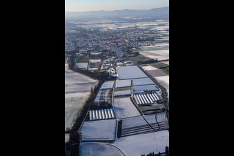 Gewächs- und Folienhäuser im Osten im Winter bei Schnee in Herxheim bei Landau im Bundesland Rheinland-Pfalz, Deutschland