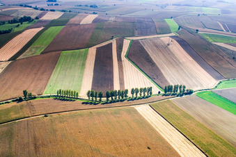 Baumreihe an einer Landstraße an einem Feldrand in Niederlauterbach in Grand Est im Bundesland Bas-Rhin, Frankreich