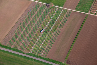 Rhabarberernte im Ortsteil Mühlhofen in Billigheim-Ingenheim im Bundesland Rheinland-Pfalz, Deutschland