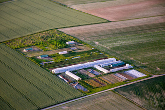 Steinweiler im Bundesland Rheinland-Pfalz, Deutschland von oben